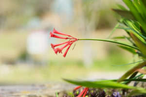 季節の花の写真