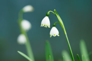 季節の花の写真