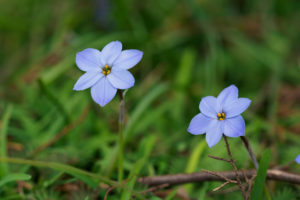 季節の花の写真