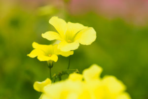 季節の花の写真