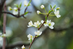 季節の花の写真