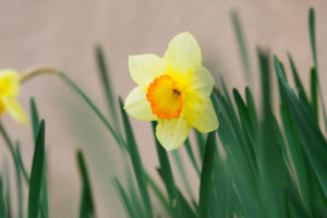 季節の花の写真