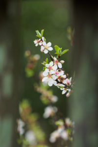 季節の花の写真