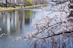 桜の写真