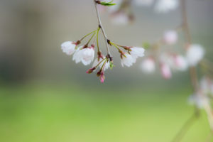 桜の写真