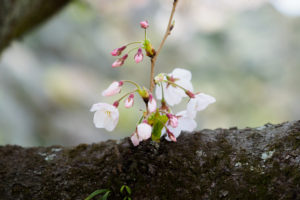 桜の写真