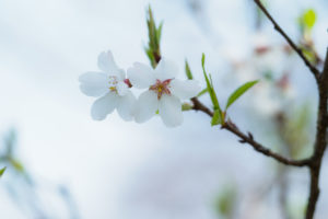 桜の写真
