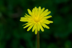 季節の花の写真
