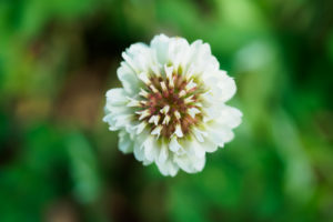 季節の花の写真