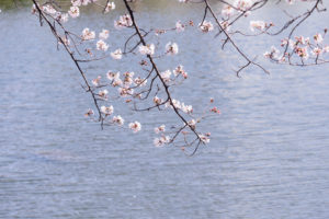 桜の写真