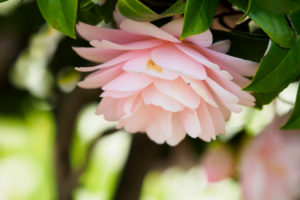 季節の花の写真
