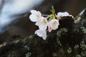 桜の写真