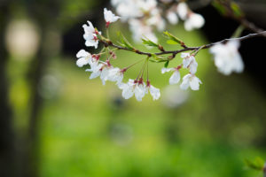 桜の写真