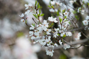 桜の写真