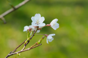 桜の写真