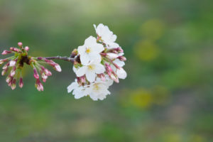 桜の写真