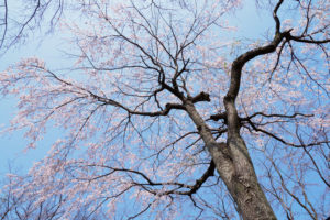 桜の写真