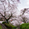 桜　発心公園（2019年3月30日）