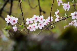 桜の写真