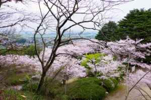 桜の写真