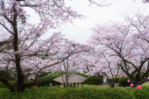 桜の写真