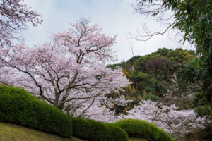 桜の写真