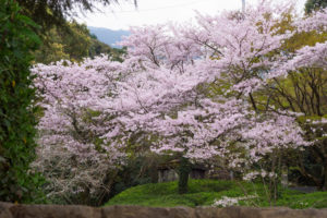 桜の写真