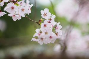 桜の写真
