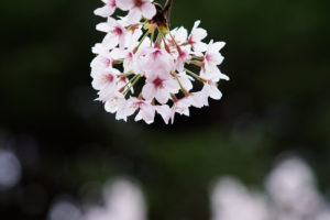 桜の写真