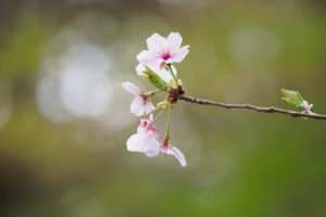 桜の写真