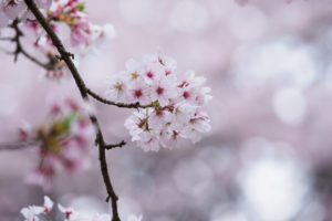桜の写真