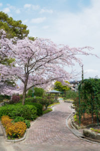 桜の写真