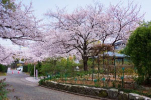 桜の写真