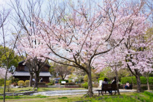 桜の写真