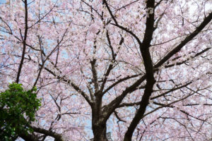 桜の写真