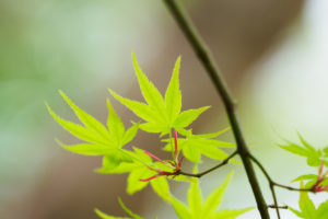 季節の花の写真
