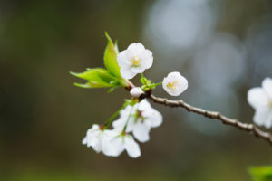 桜の写真