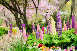 季節の花の写真