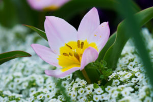 季節の花の写真