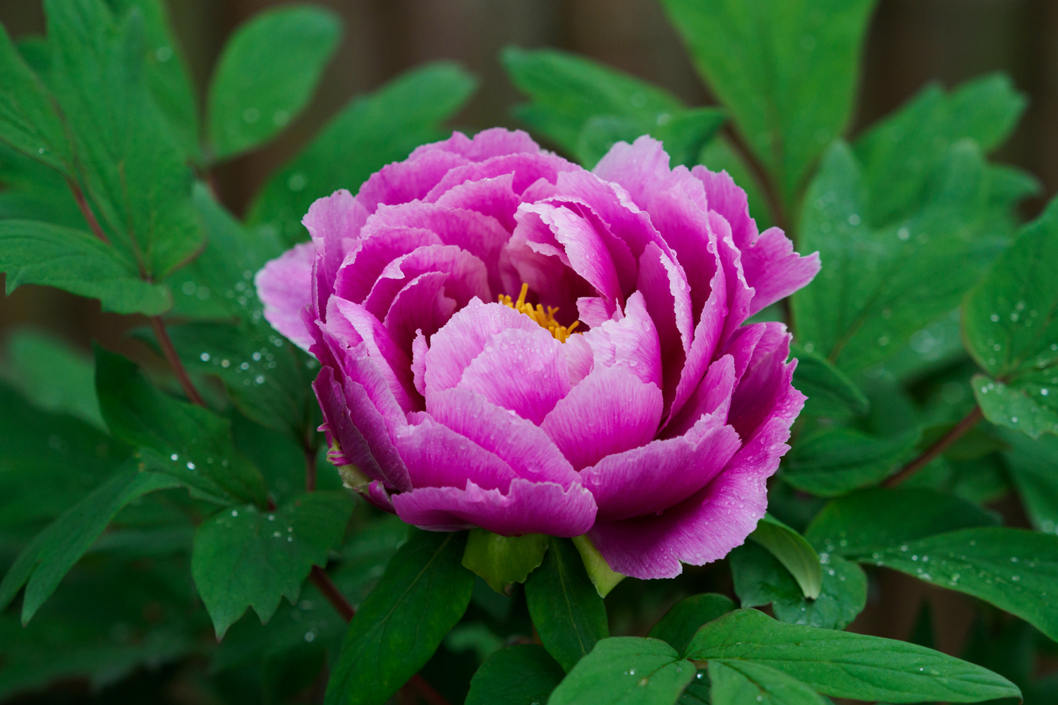 牡丹 ぼたんと緑の丘（2019年4月26日） | 花の時間｜写真集