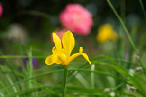 季節の花の写真