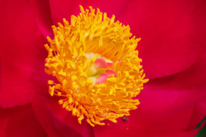 芍薬の写真