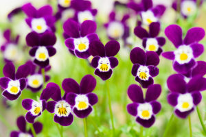 季節の花の写真