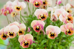季節の花の写真