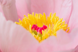 芍薬の写真