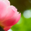 芍薬と季節の花　筥崎宮・花庭園（2019年4月28日）