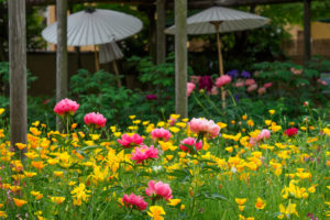 芍薬の写真