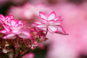 季節の花の写真