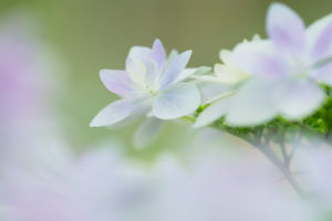 季節の花の写真