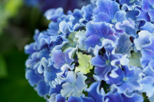 季節の花の写真